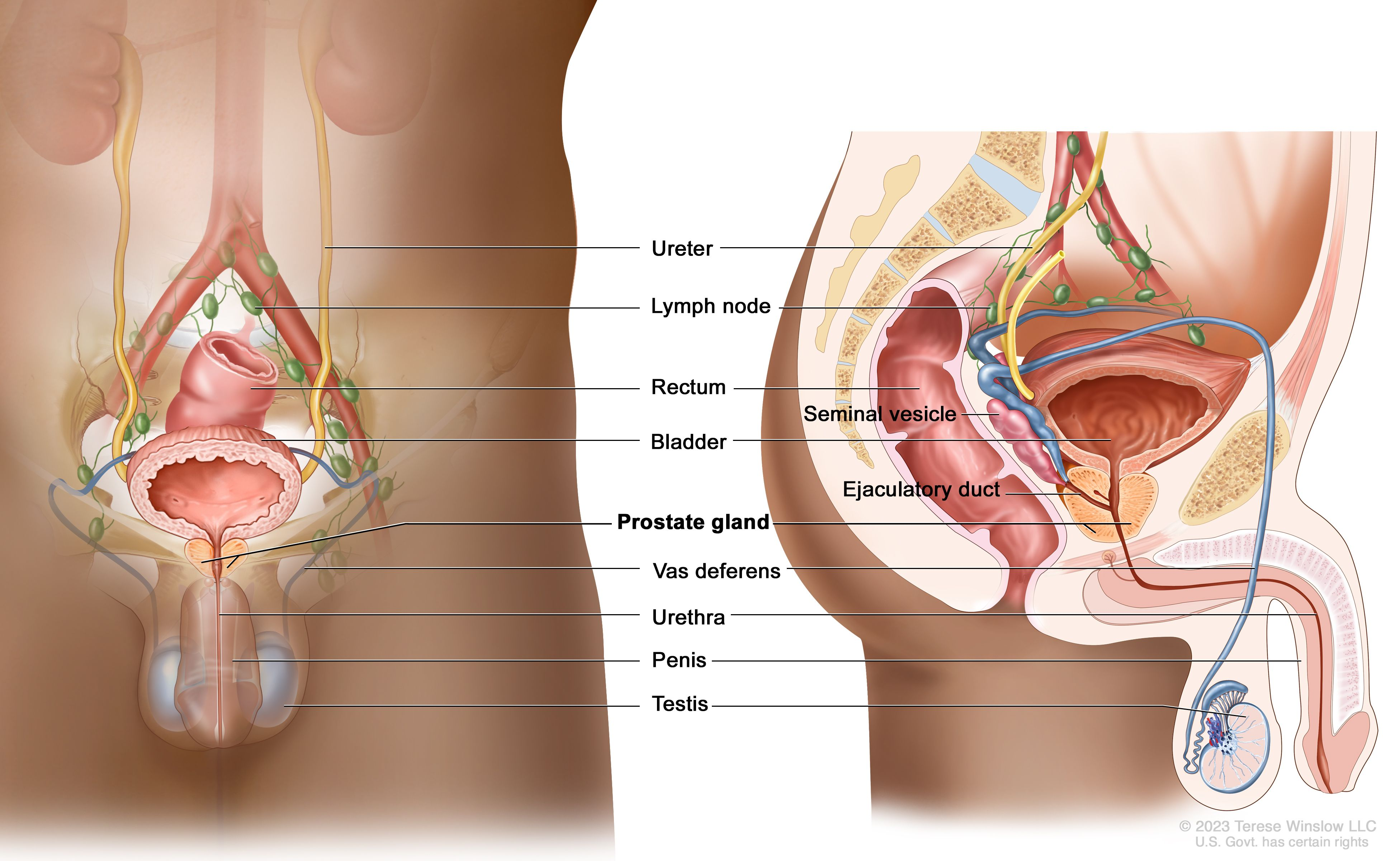 Contoured Structures
